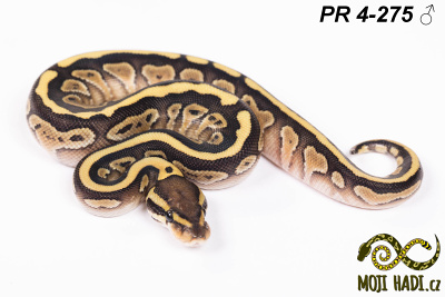 hadi na prodej, mládě, český chov hadů, odchov hadů, mojihadi.cz, Python regius, ballpython, krajta královská, lesser Motley het. Clown